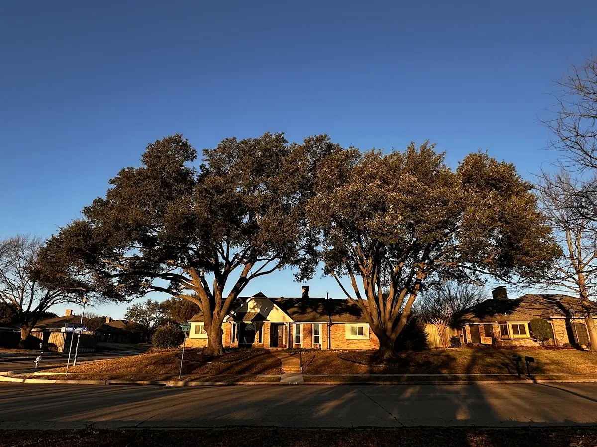 Established residential canopy tree shading a home in Colfax